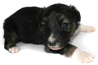 Счастье в поисках хозяина... 