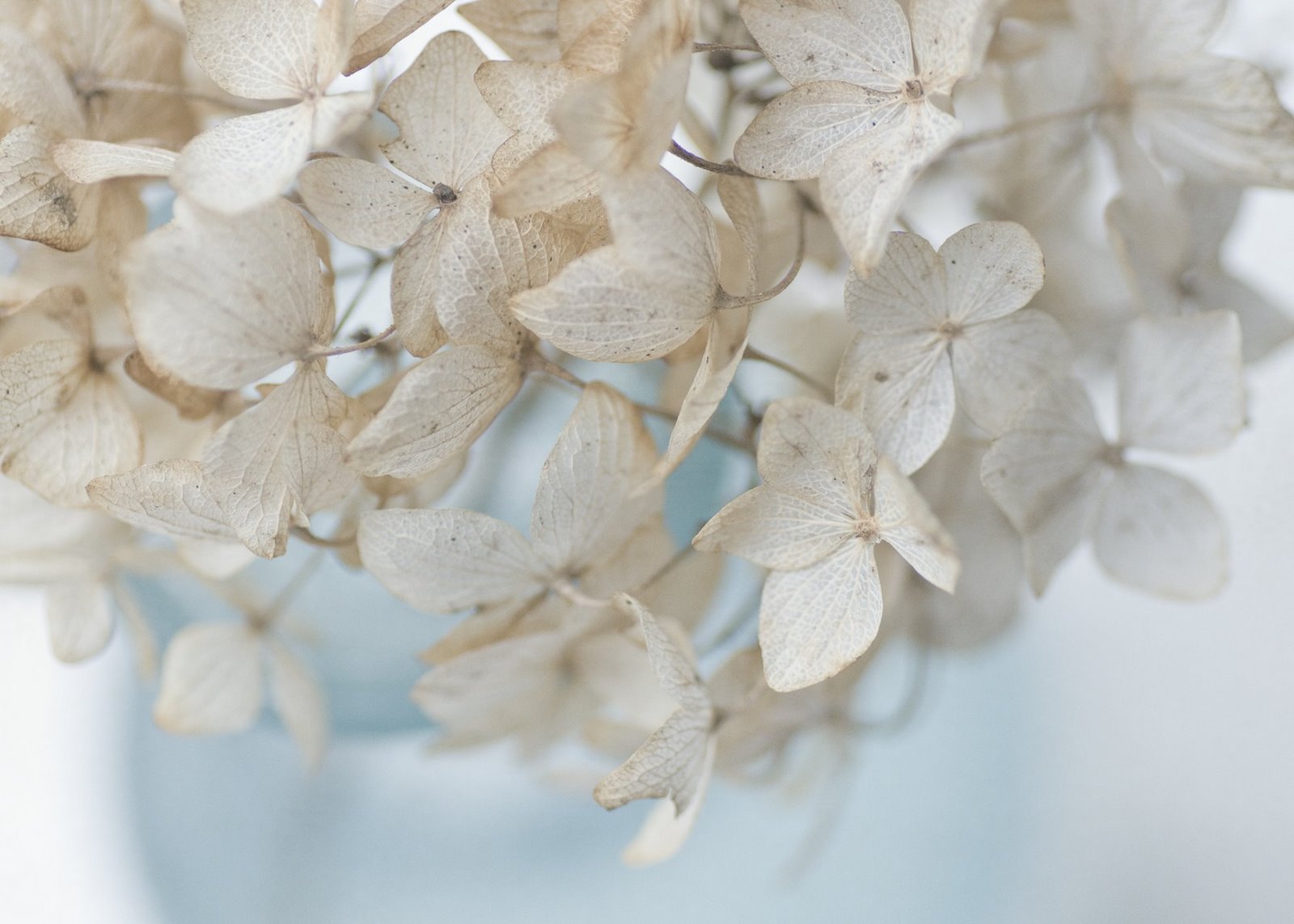 [mimicharmonte3.jpg]