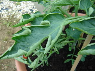 Mr Tomato King Leaf Curl On Tomatoes The Leaves Curl Along Length Of Leaf Leaflet In An Upward Fashion It Is Often Accompanied By A Thickening Giving Leathery