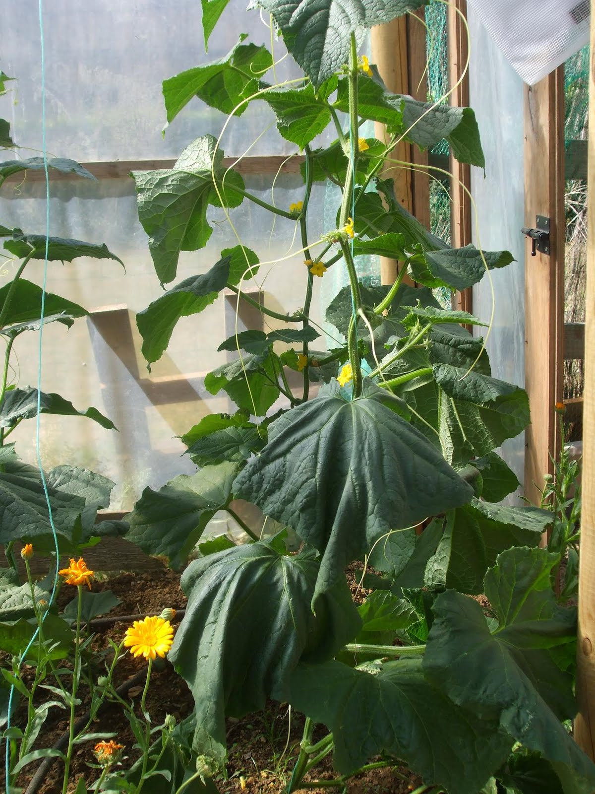 First Aid for wilting Cucumber plants