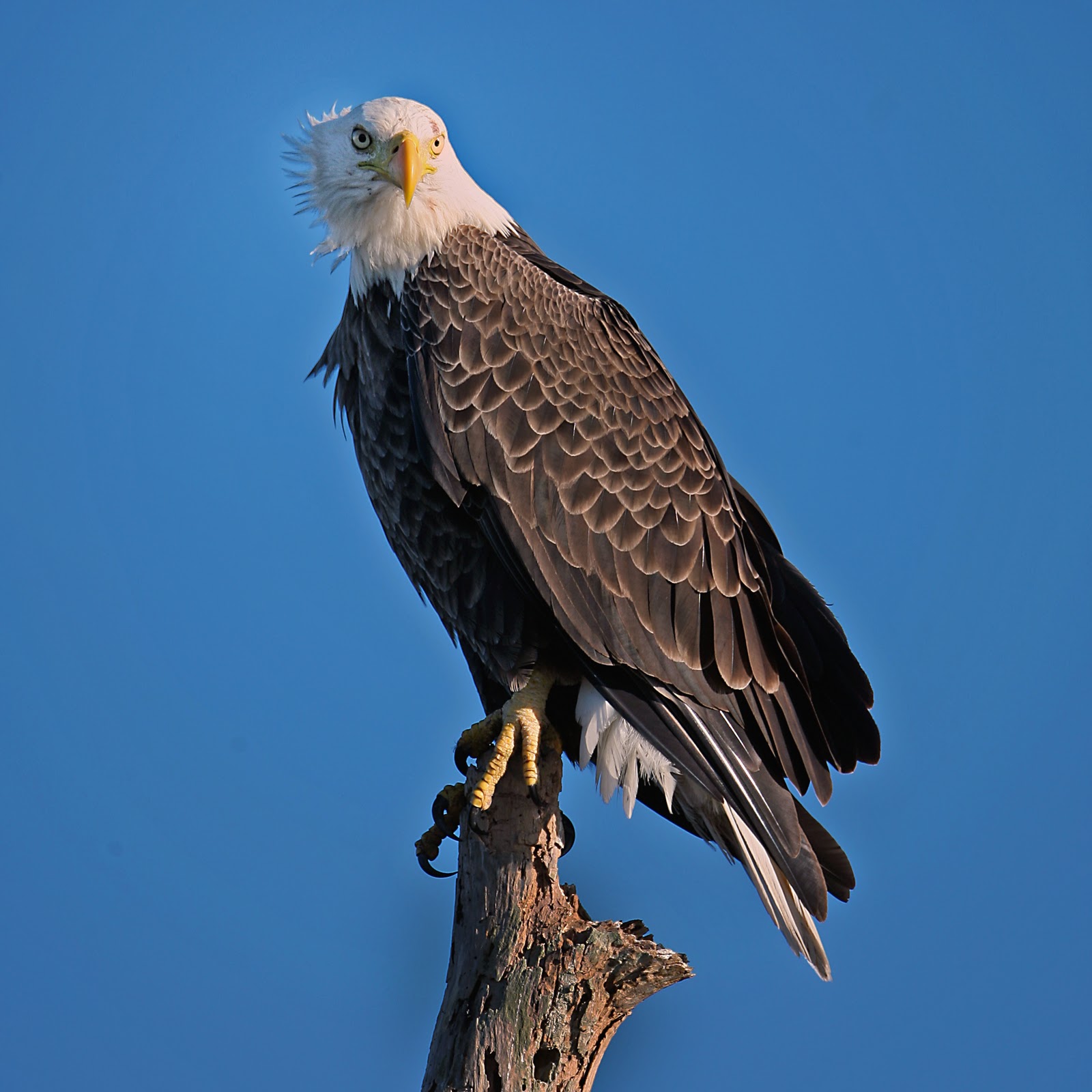 what does the bald eagle symbolize in america what does the bald eagle symbolize in america