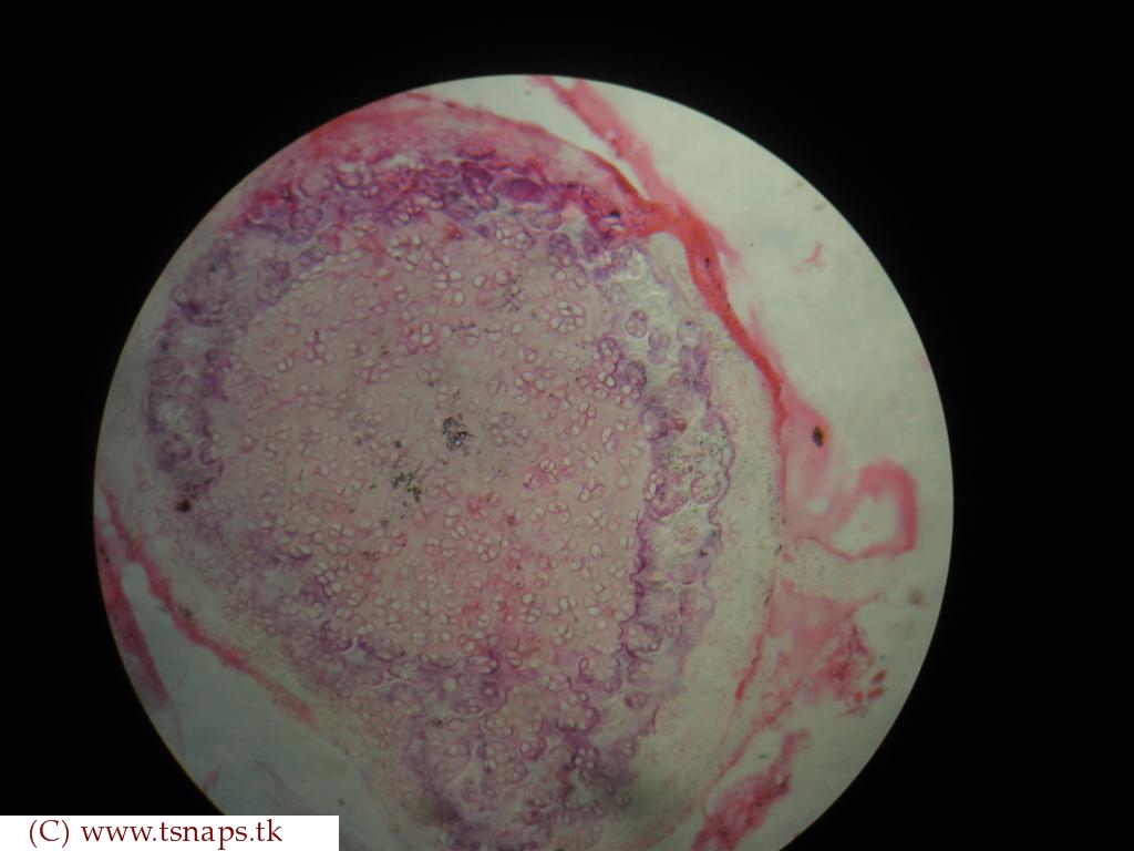 Histology Slides Database hyaline cartilage histology slide