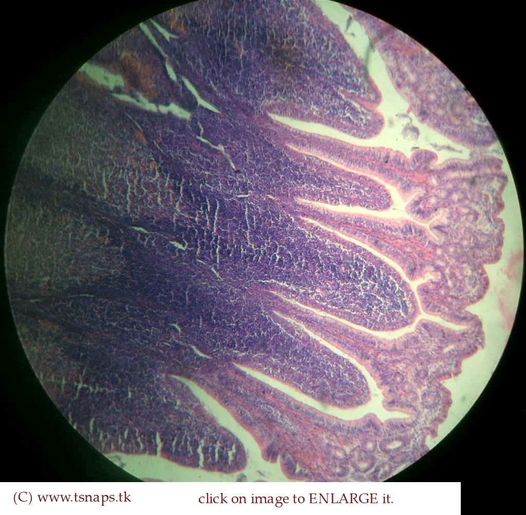 Histology Slides Database Ileum histology slides