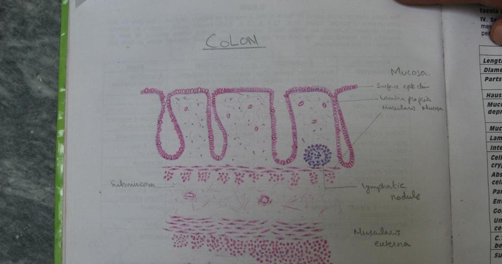 P And W BMW >> Histology Slides Database: histological diagram of colon P And W BMW >> Histology Slides Database: histological diagram of colon