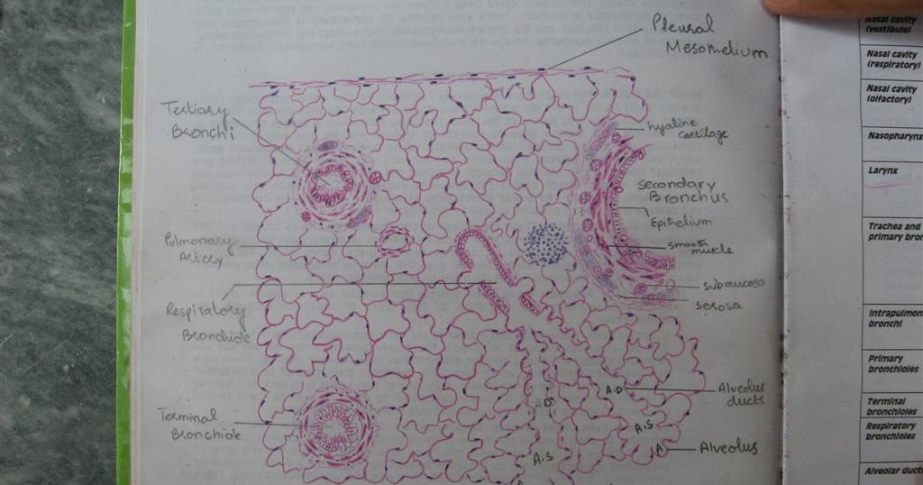 P And W BMW >> Histology Slides Database: histological diagram of lung P And W BMW >> Histology Slides Database: histological diagram of lung