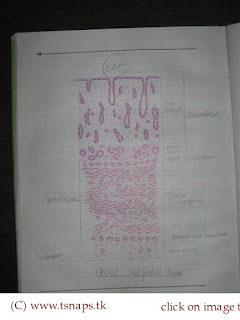 Histology Slides Database: histological diagram of uterus in