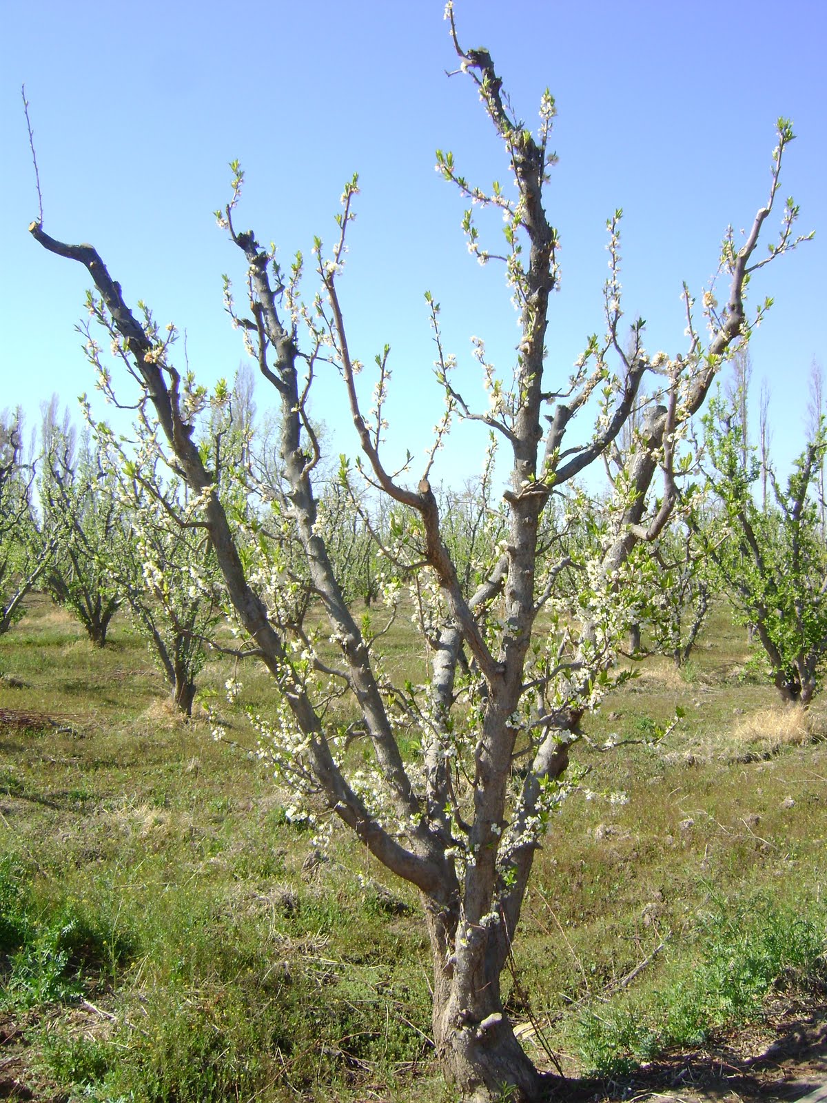 Jarillales Servicios Turísticos en Mendoza Turismo Rural en Lavalle
