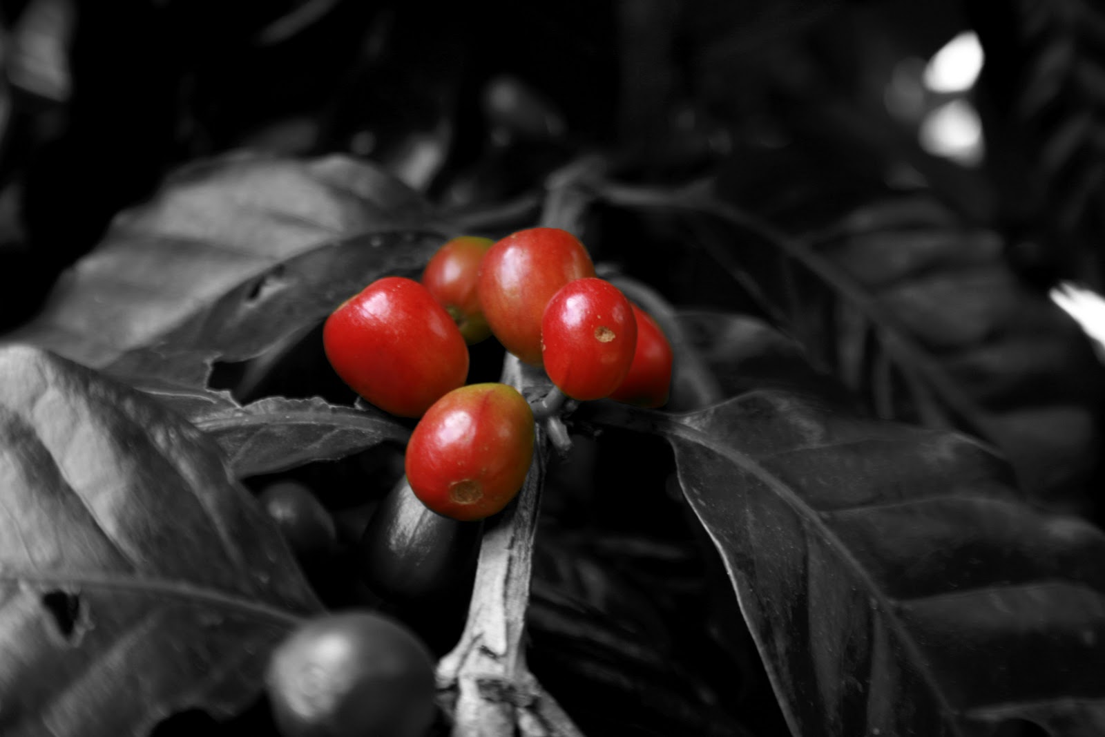 Global Coop El Grano es para el Café lo que la Uva es para el Vino