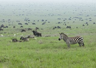 serengeti national park migration one of the top ten travel wonders of Africa