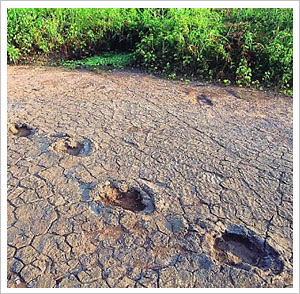 Caatinga Brazil