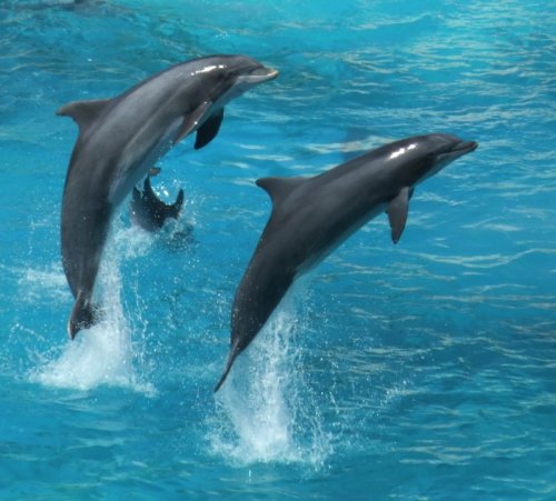 hai tun dolphins