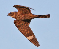 nighthawk lesser bird birds az nighthawks guy avimor common credit mohawk ask tepke glen goatsuckers 1989 dave dad mar near