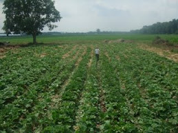 Our Rhubarb Patch