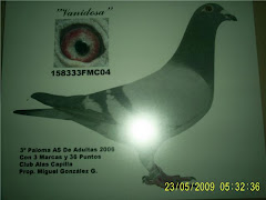 "Vanidosa" tercer lugar paloma AS ruta adultas 2006.