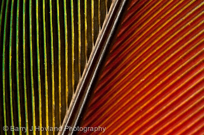 Color of a parrot Feather