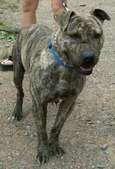 �������� ������ ����: ����.