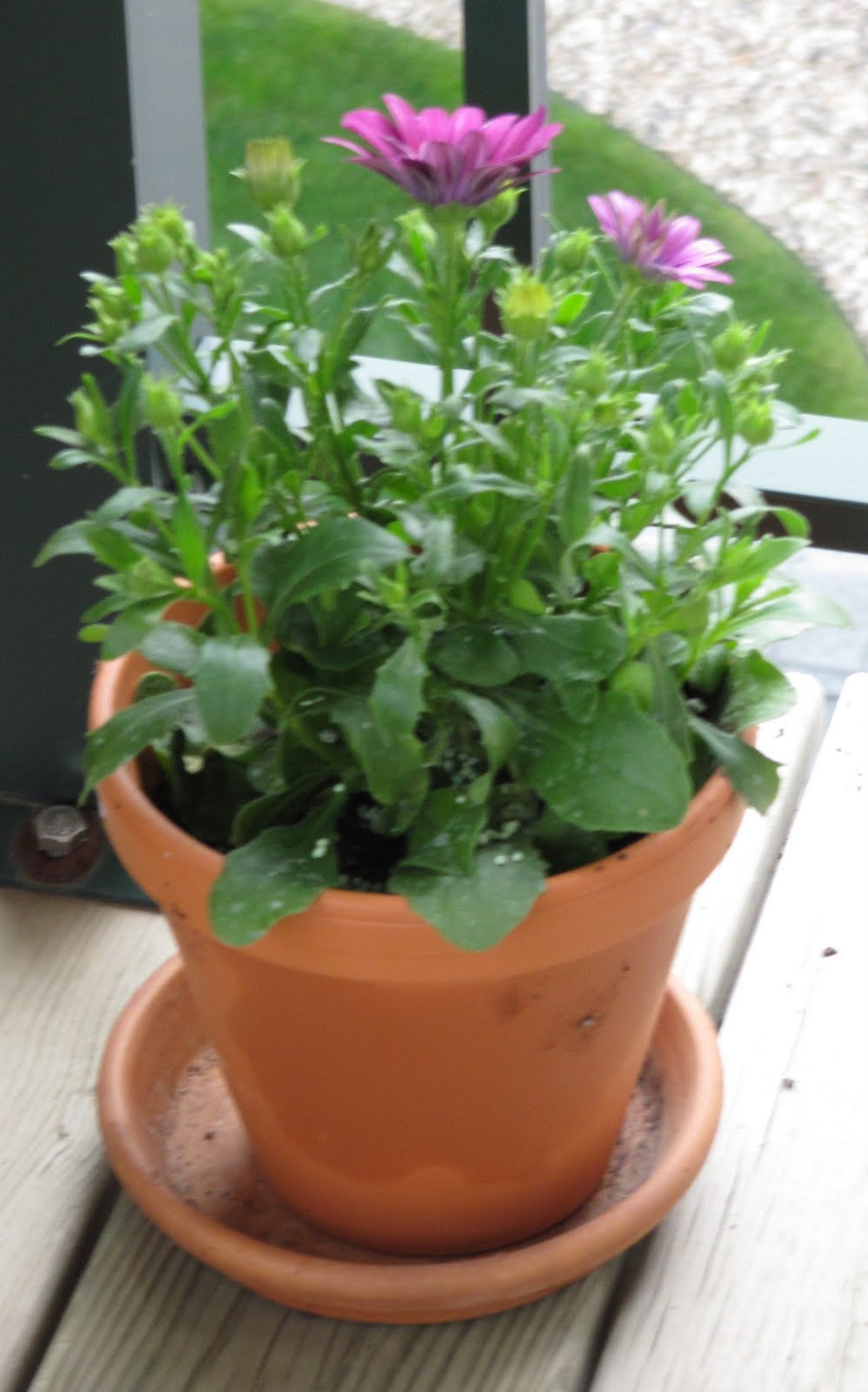 Osteospermum Annual Or Perennial Uk - Do You Trim African Daisies: When And How To Prune African Daisy Plants