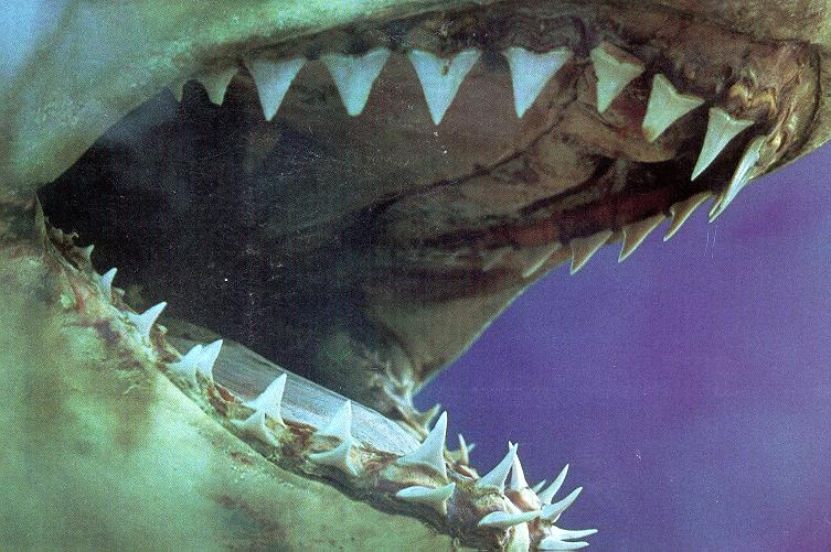 [jaws+teeth.jpg]