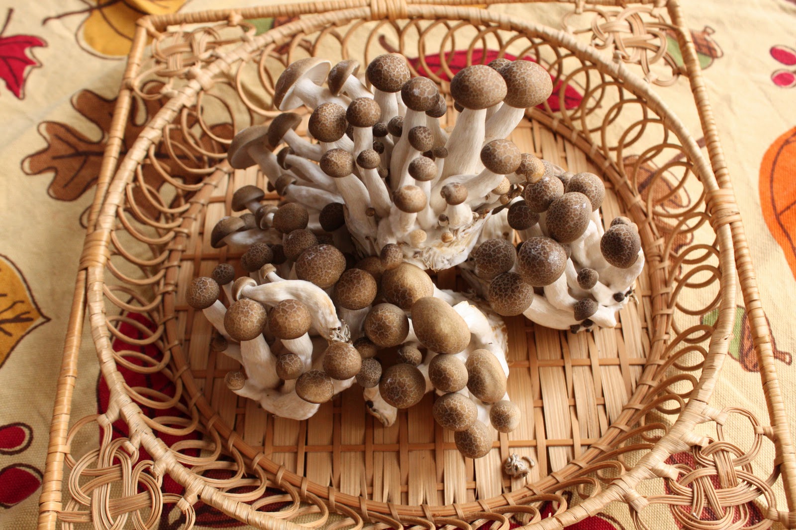 Makifood főzőiskola blog A shimeji gomba és a keserű dinnye