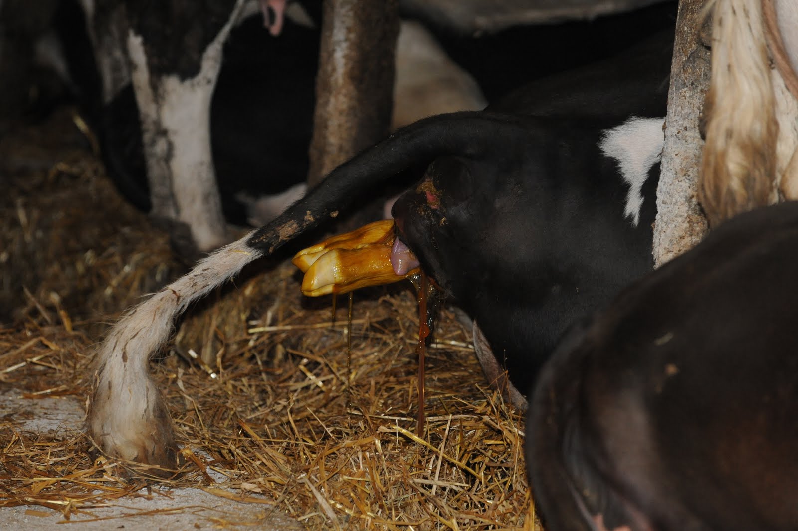 Nature Mom: Cow Calving!