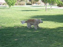 At our new Vegas Park