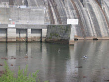 Blue Herons at the dam