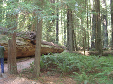 More of big fallen redwood