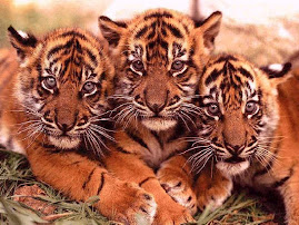 Três irrequietos tigres rsrsrr...