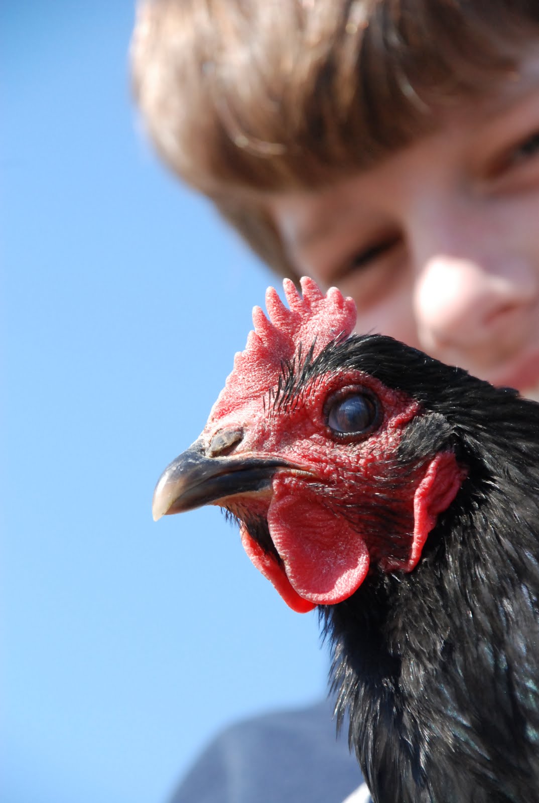 Happy Chickens Lay Healthy Eggs: Photos of my Happy Chickens
