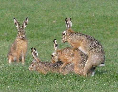 Rabbits Having Sex 54