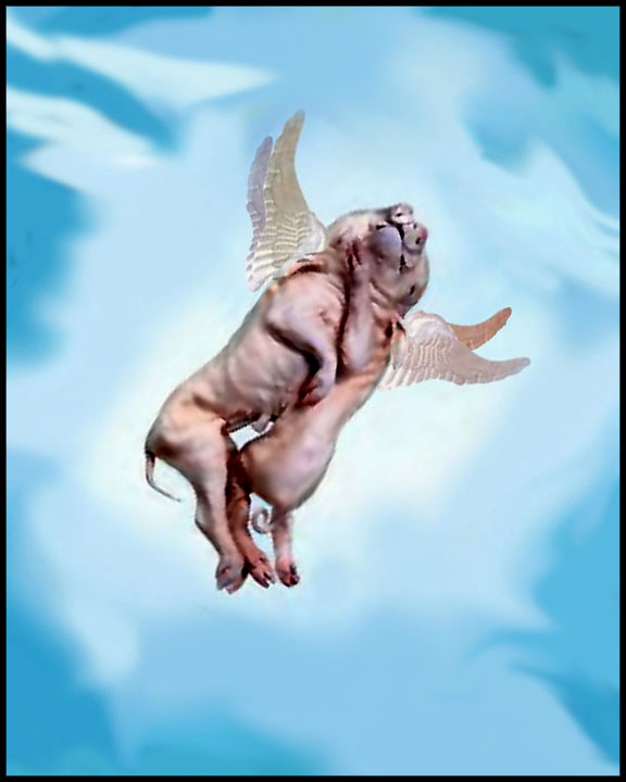 [pigsinspace2.jpg]