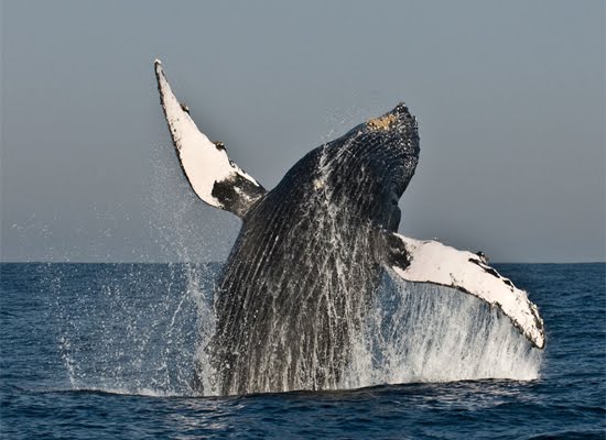 Flip of a Humpback Whale