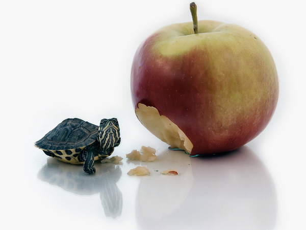 Turtle and apple