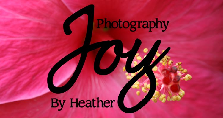 Joy Photography By Heather