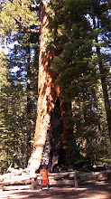 giant tree at yosemite