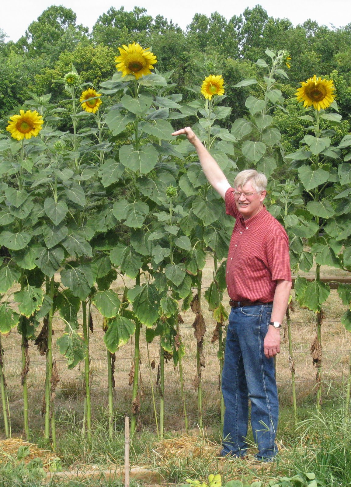 Backyard Farming Sunflowers backyard-farming-sunflowers
