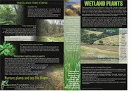 Wetland Flora -1