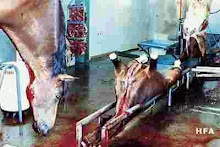 Horses: Mad-Cows Sacrificial Lambs