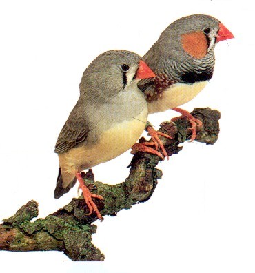 [diamante-mandarim.jpg]