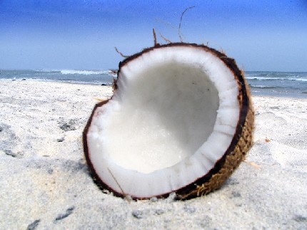 [Coconut+on+a+Beach.jpg]