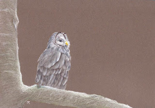 Ural Owl By Jennifer Phillip