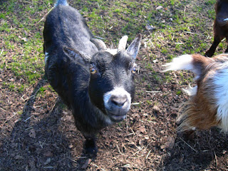 Pygmy Goat