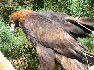 Golden Eagle