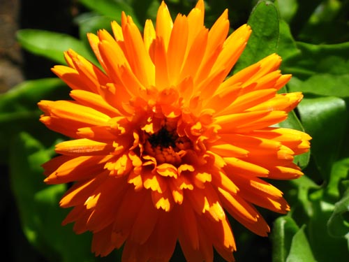 [orangeflower.jpg]