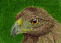 coloured pencil ACEO of an eagle Copyright Jennifer Rose Phillip