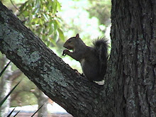 Can a Squirrel enjoy a nut???