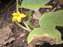 Pretty Yellow Squash Bloom