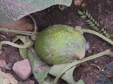 A struggling cucumber