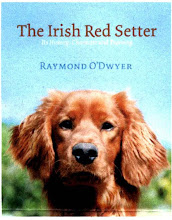 "The Irish Red Setter" by Ray O'Dwyer