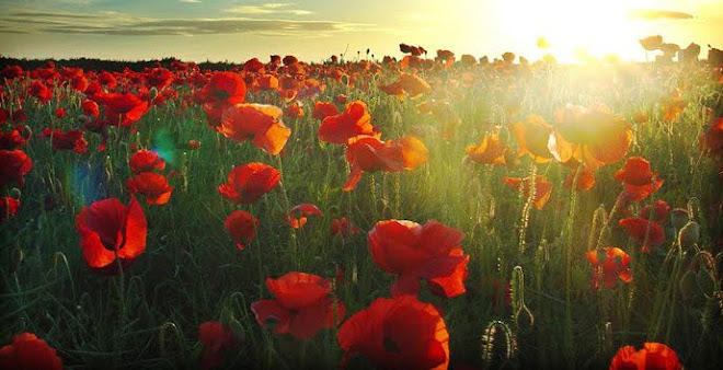 Poppy Field